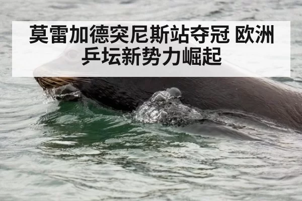 莫雷加德突尼斯站夺冠 欧洲乒坛新势力崛起